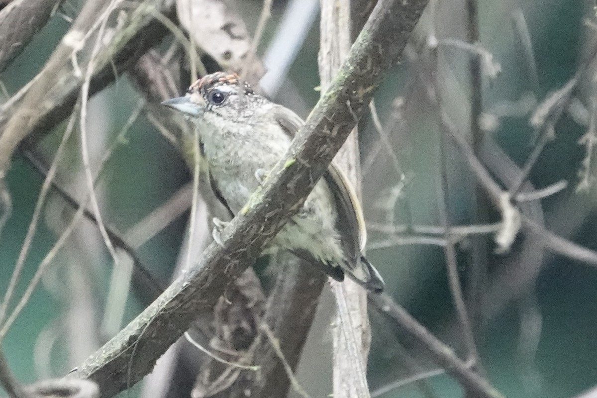 Fine-barred Piculet - ML510821461