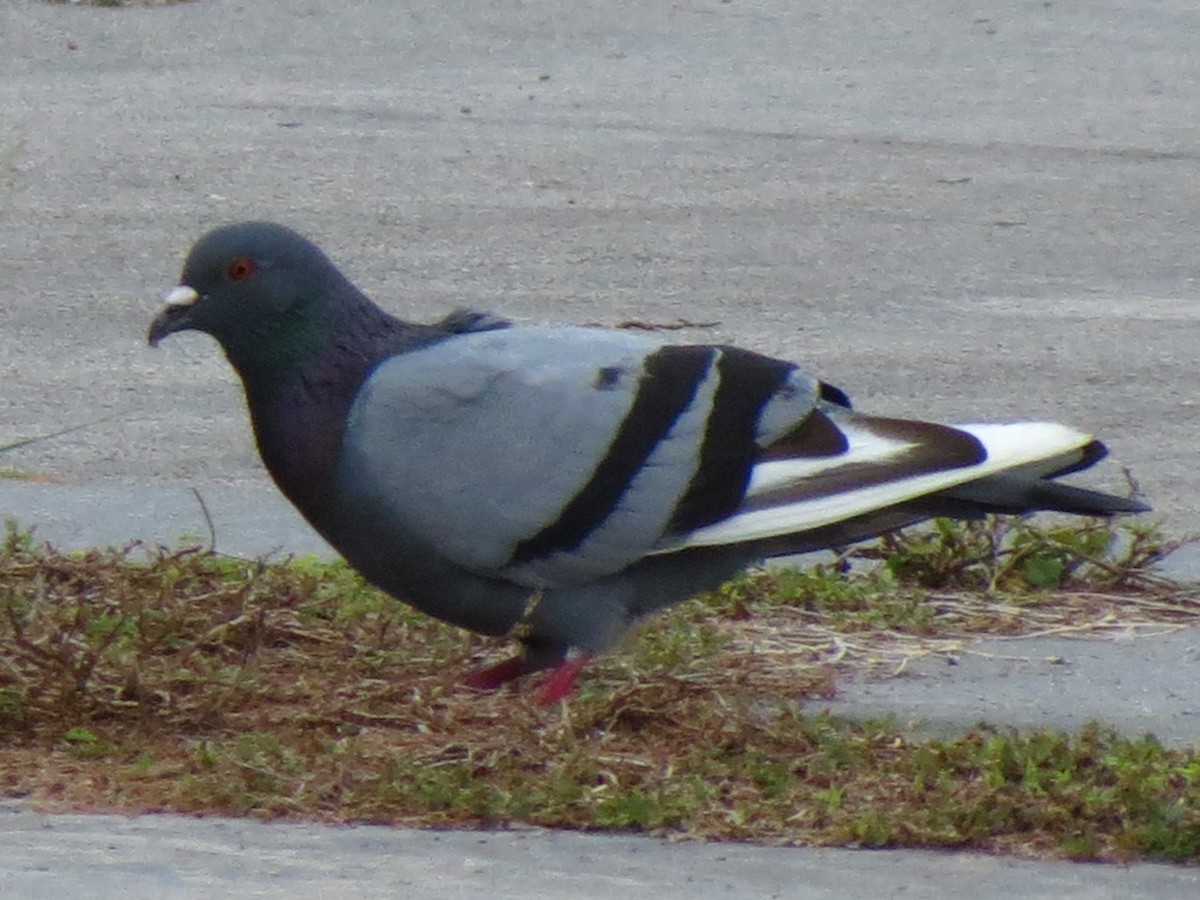 Rock Pigeon (Feral Pigeon) - ML51082171