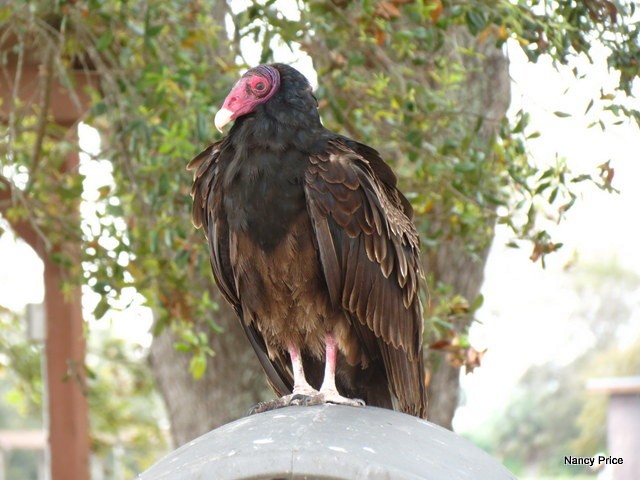 Turkey Vulture - ML51082721