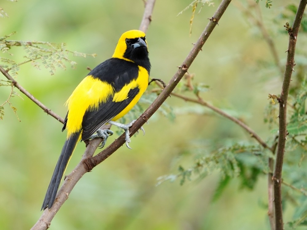 Yellow-tailed Oriole - Carlos Ulate