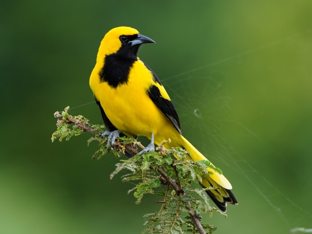 Yellow-tailed Oriole - Carlos Ulate
