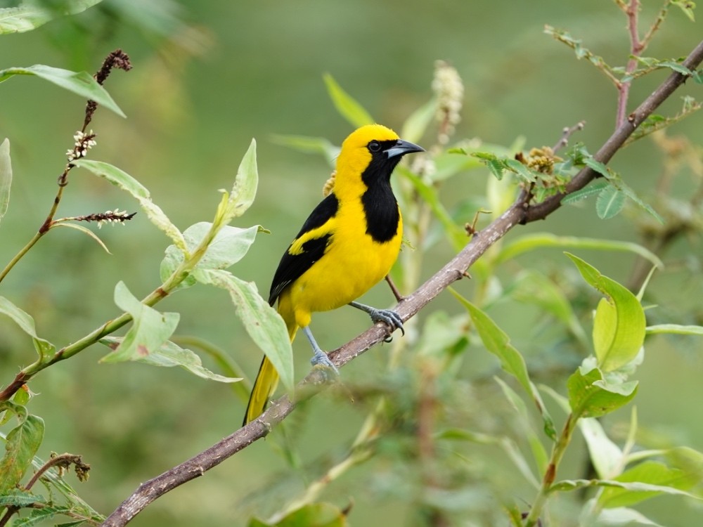 Yellow-tailed Oriole - ML510828361