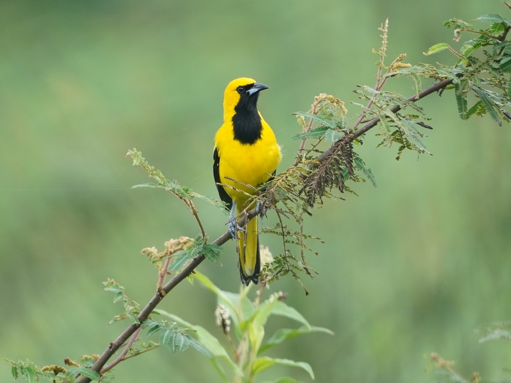 Yellow-tailed Oriole - ML510828371