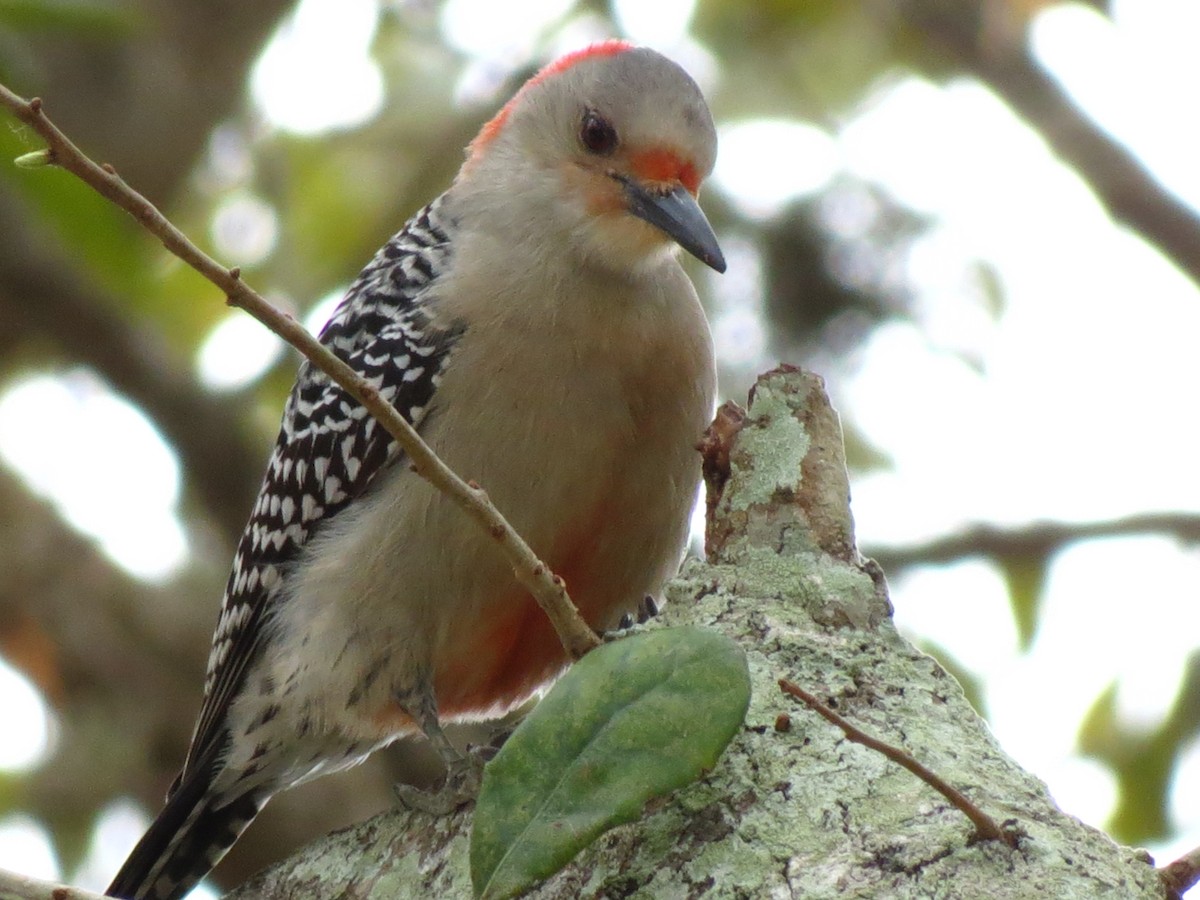 Red-bellied Woodpecker - ML51083381