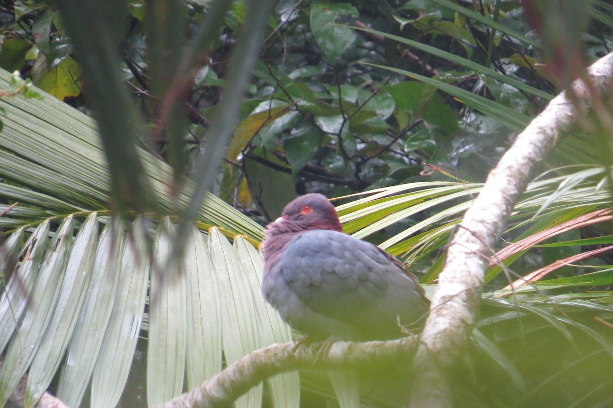 Scaly-naped Pigeon - ML51083521