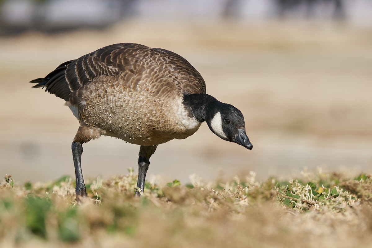 Cackling Goose (Aleutian) - ML510837921