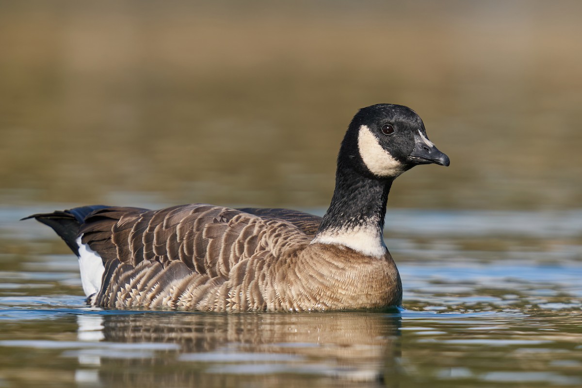Cackling Goose (Aleutian) - ML510837931