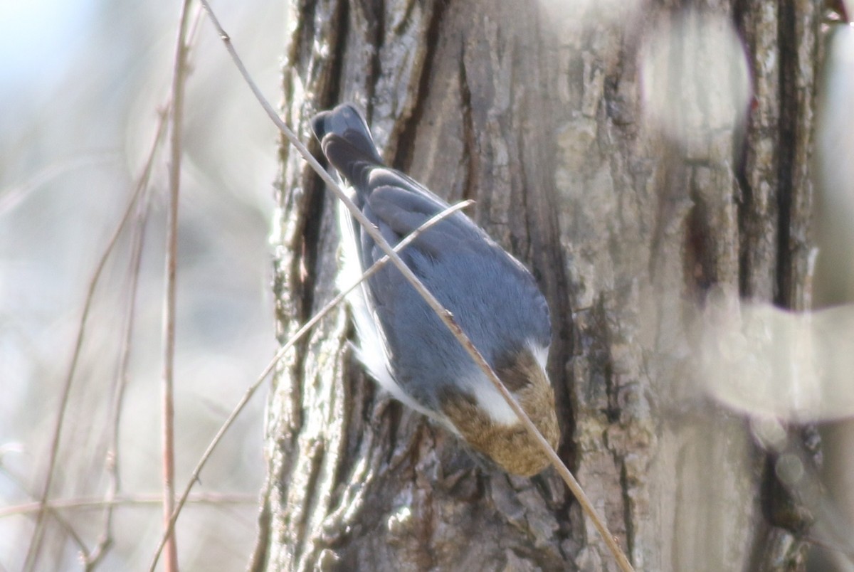 Brown-headed Nuthatch - ML51084431