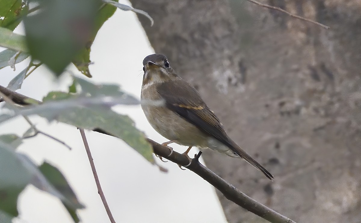 Brown-breasted Flycatcher - ML510847791