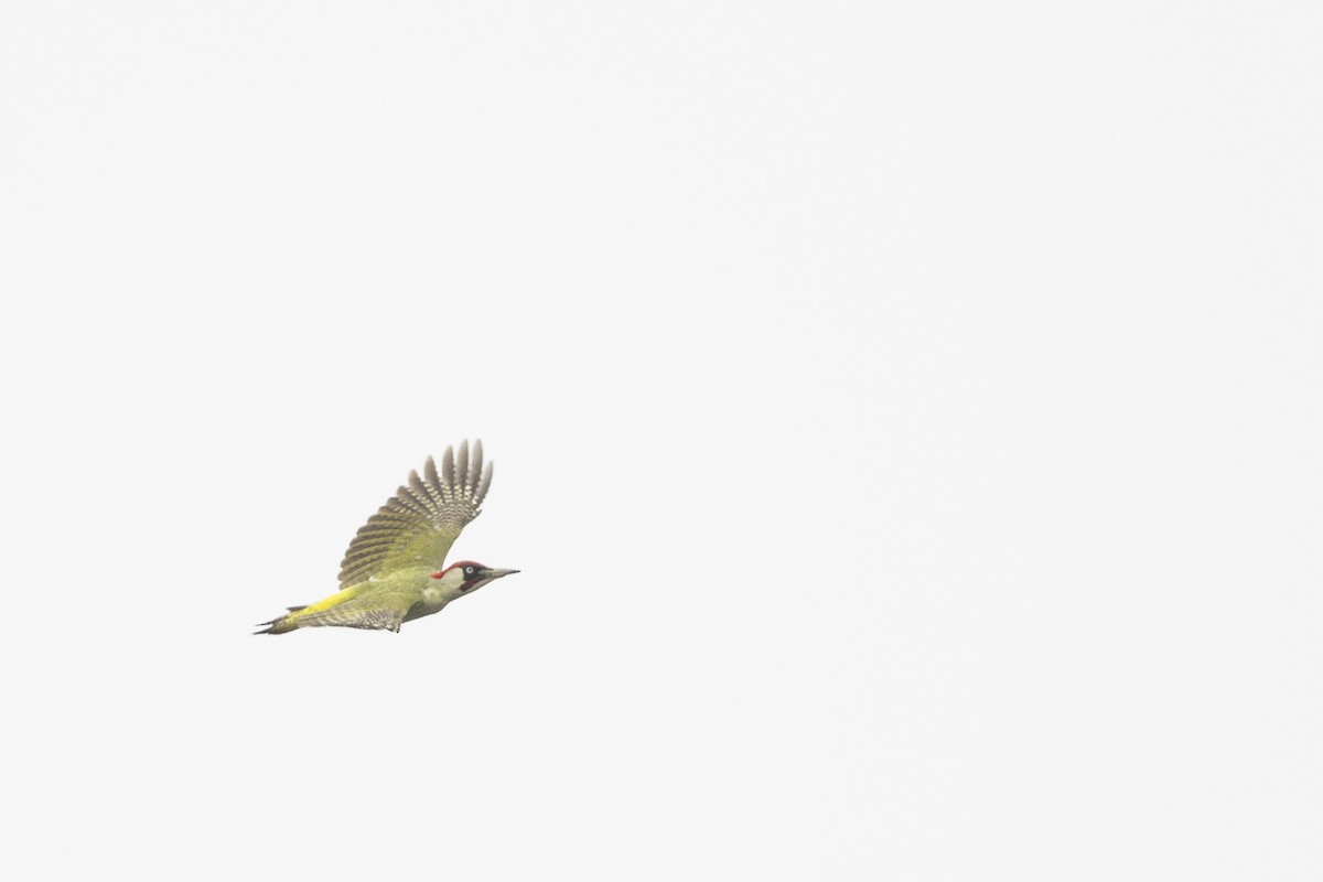 Eurasian Green Woodpecker - Oscar Thomas