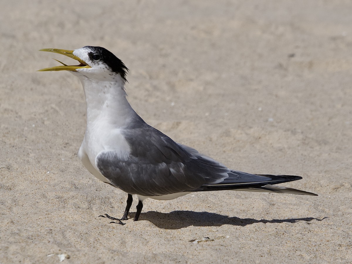 Great Crested Tern - ML510850851