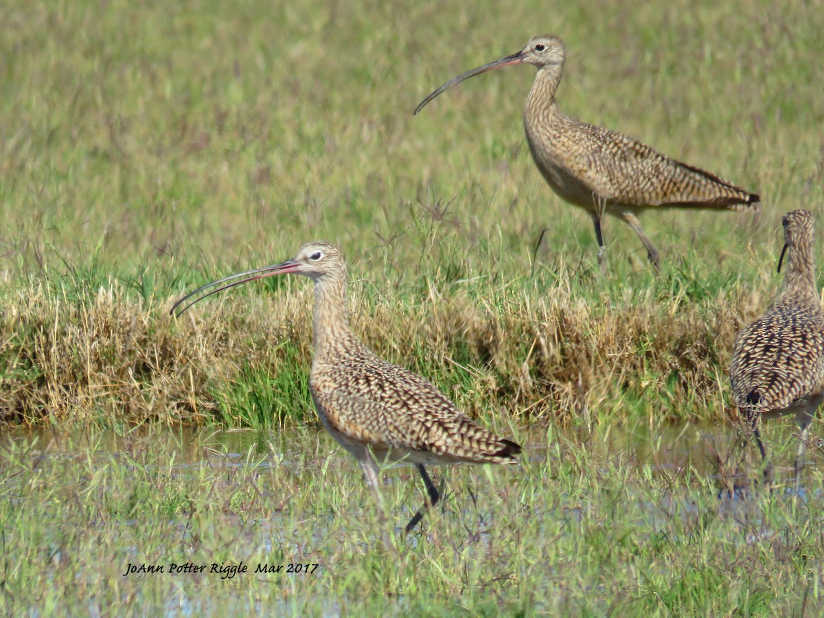 Long-billed Curlew - ML51085451