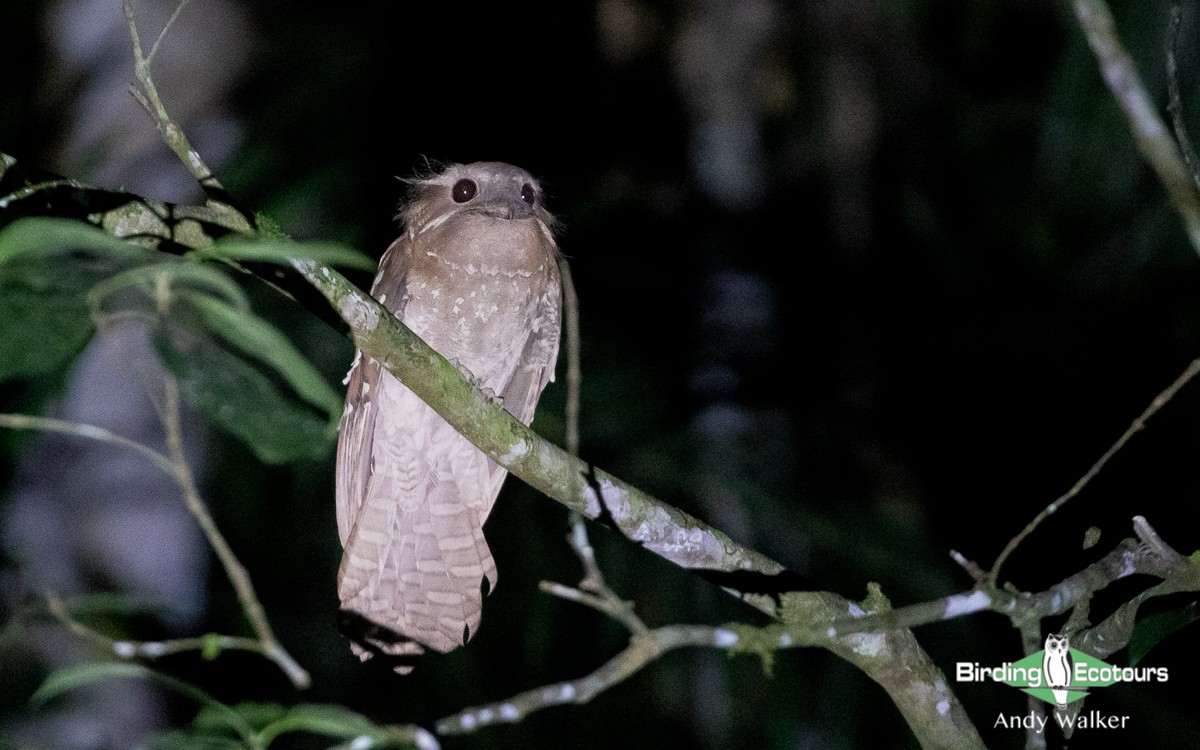 Dulit Frogmouth - Andy Walker - Birding Ecotours