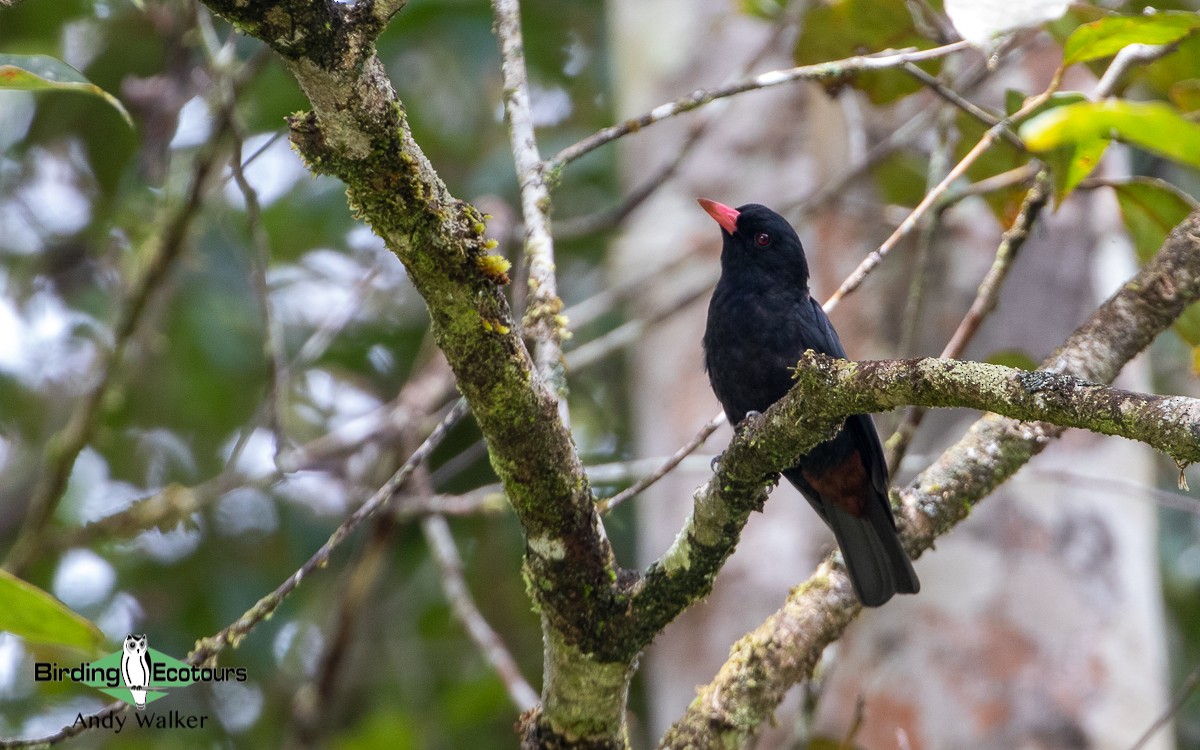 Black Oriole - Andy Walker - Birding Ecotours