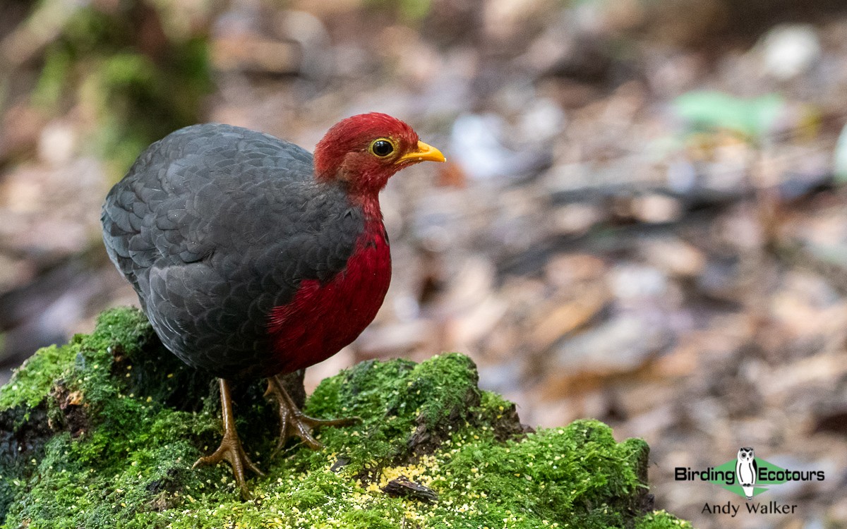Crimson-headed Partridge - Andy Walker - Birding Ecotours