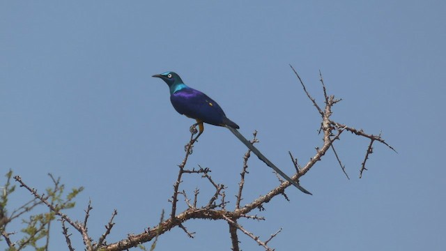 Golden-breasted Starling - ML510862821