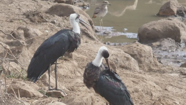 African Woolly-necked Stork - ML510863411