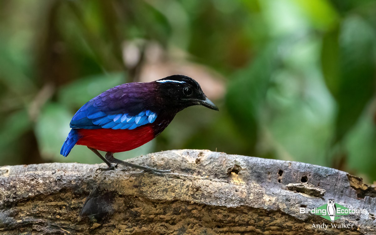 Black-crowned Pitta - Andy Walker - Birding Ecotours