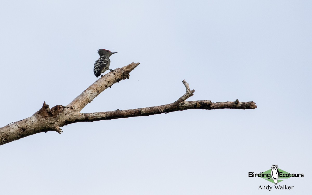 Gray-and-buff Woodpecker (Gray-and-buff) - ML510865331