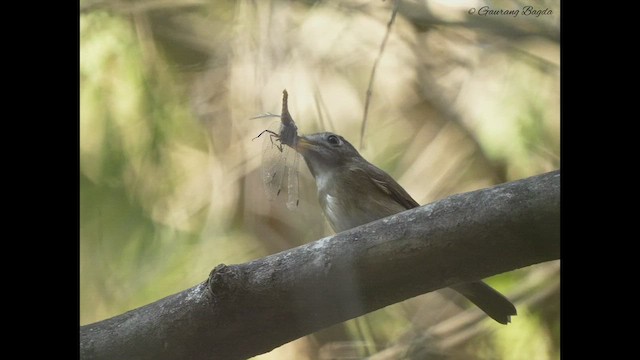 Brown-breasted Flycatcher - ML510866141