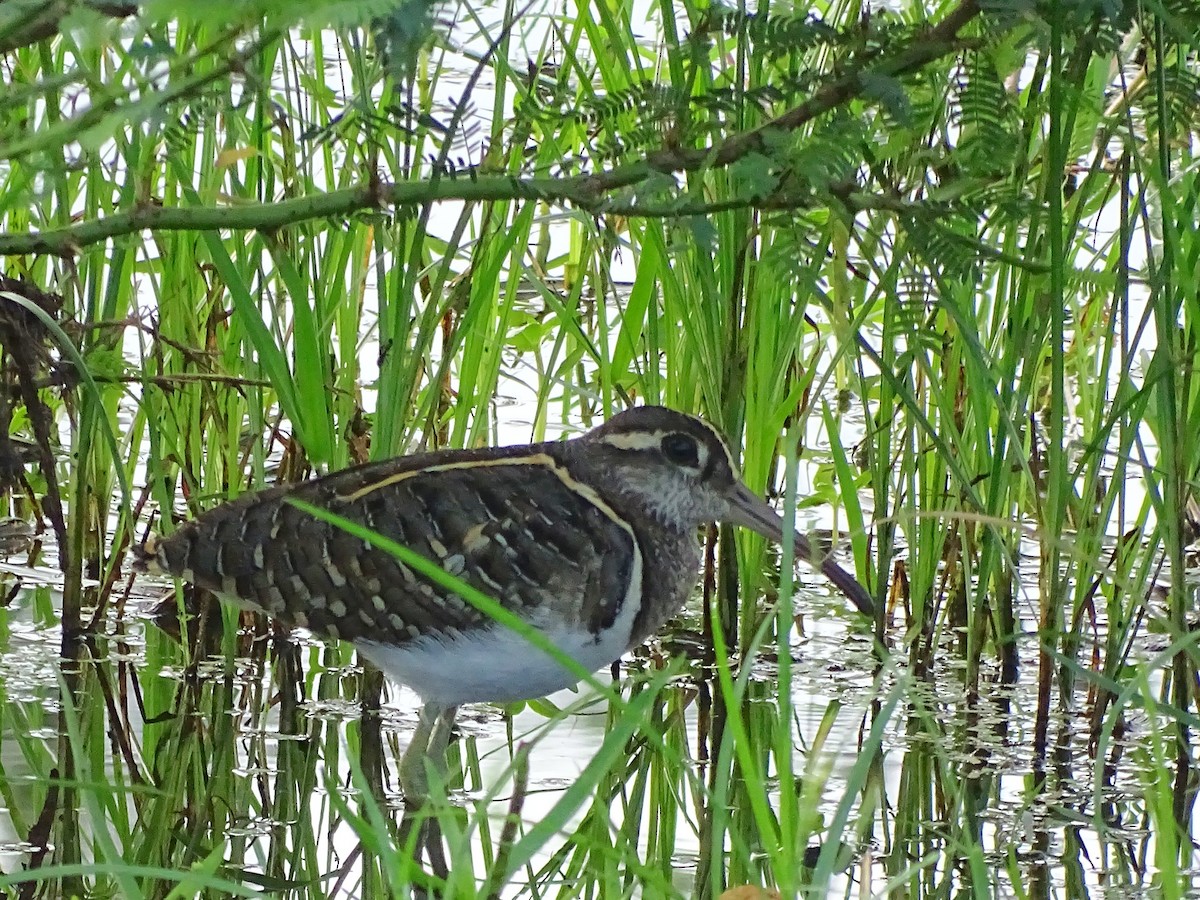 Greater Painted-Snipe - ML510868971
