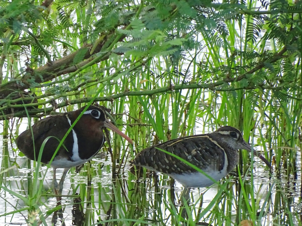 Greater Painted-Snipe - ML510869051