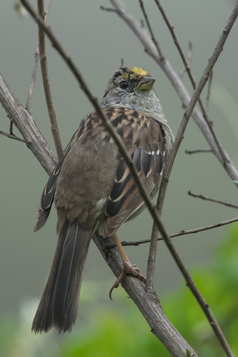 Golden-crowned Sparrow - ML51087001