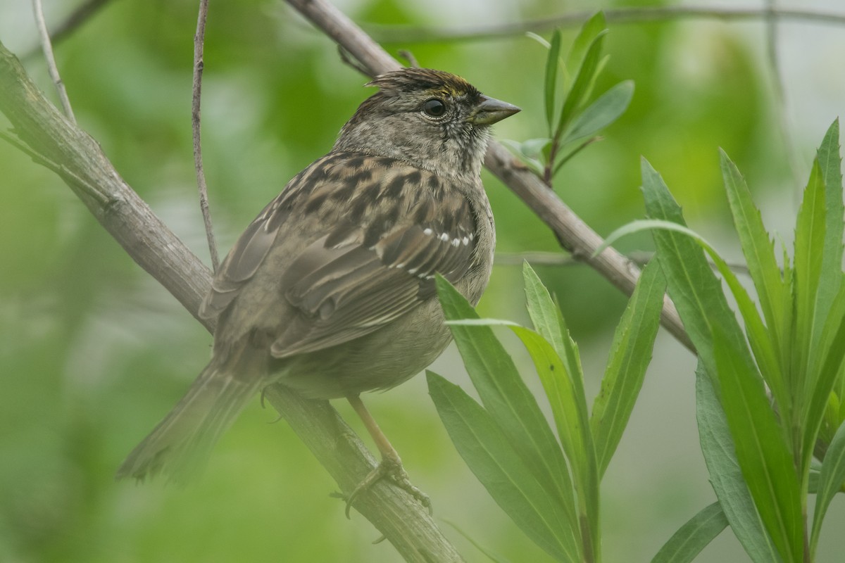 Golden-crowned Sparrow - ML51087031