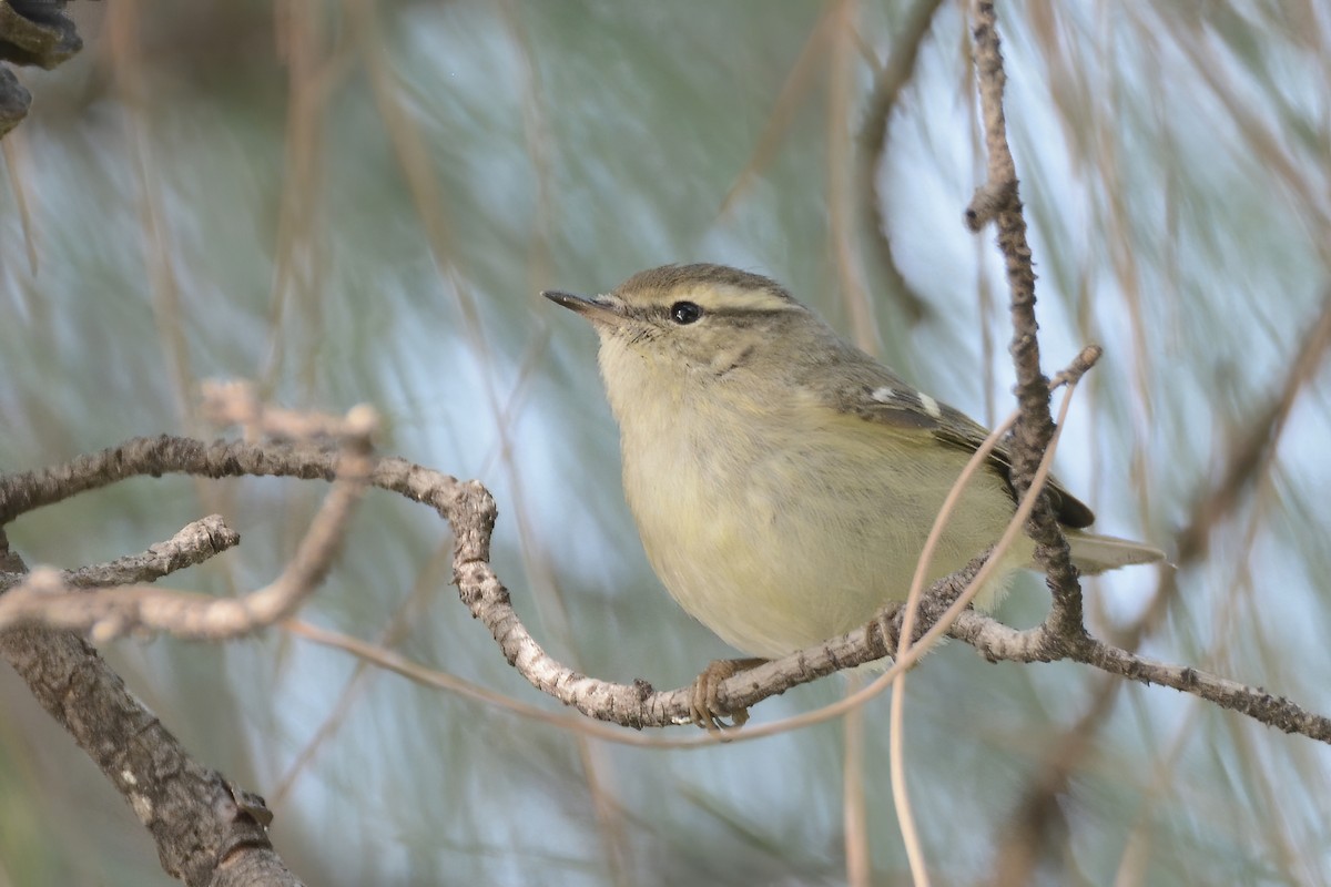 Hume's Warbler - ML510872671
