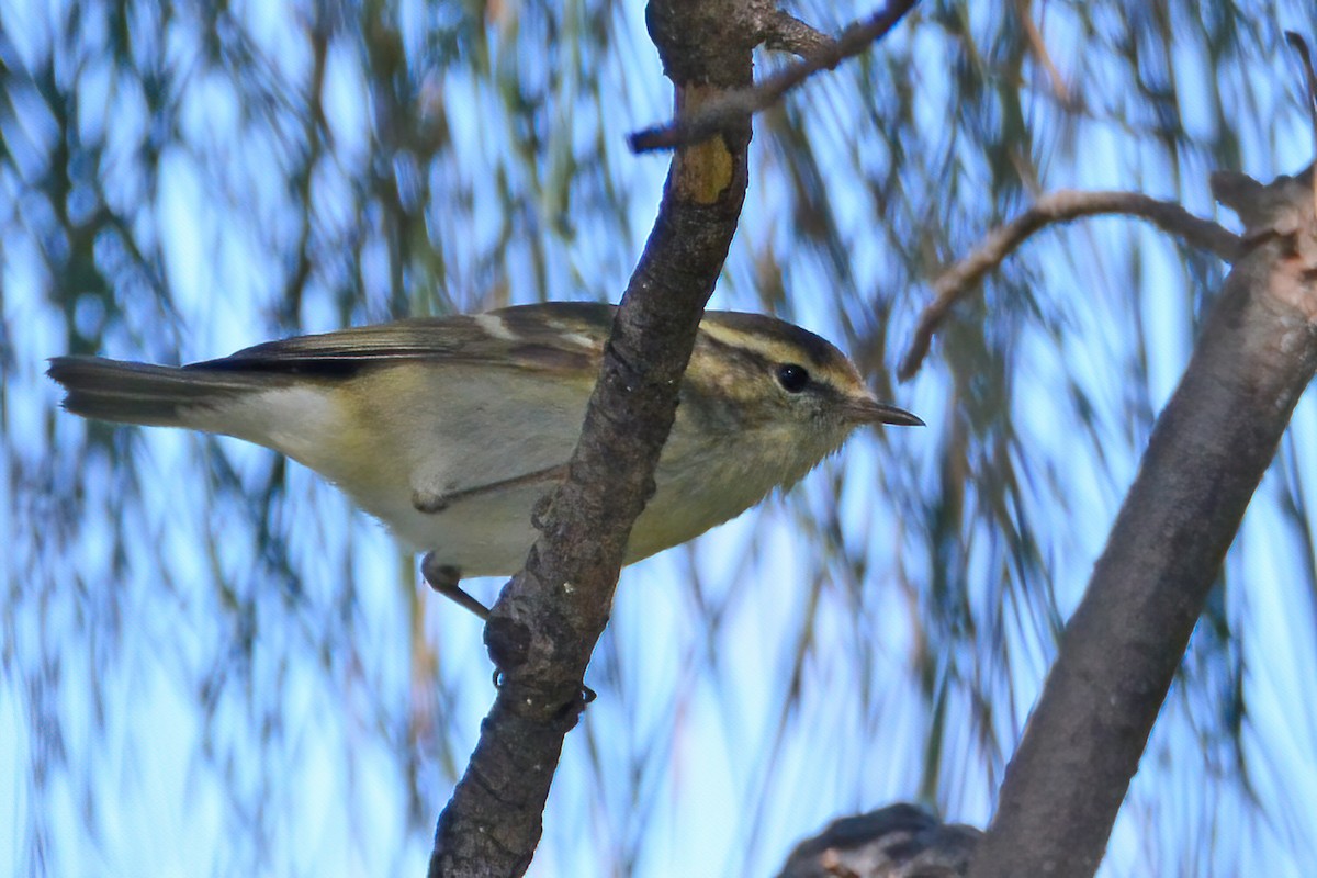 Hume's Warbler - ML510872681