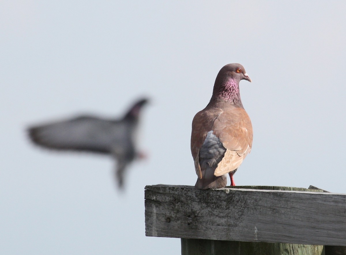 Rock Pigeon (Feral Pigeon) - Paul Hueber