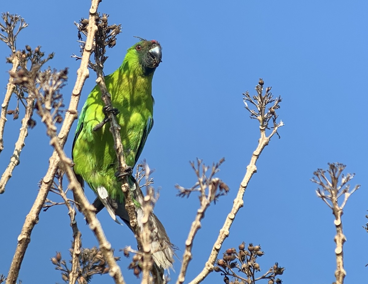 Yeşil Başlı Sorguçlu Papağan - ML510878311