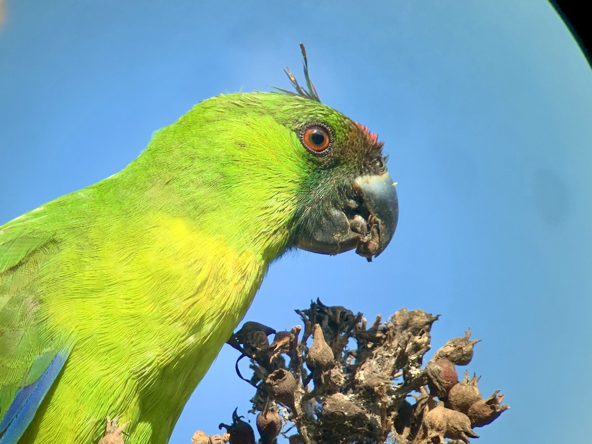 Yeşil Başlı Sorguçlu Papağan - ML510878321