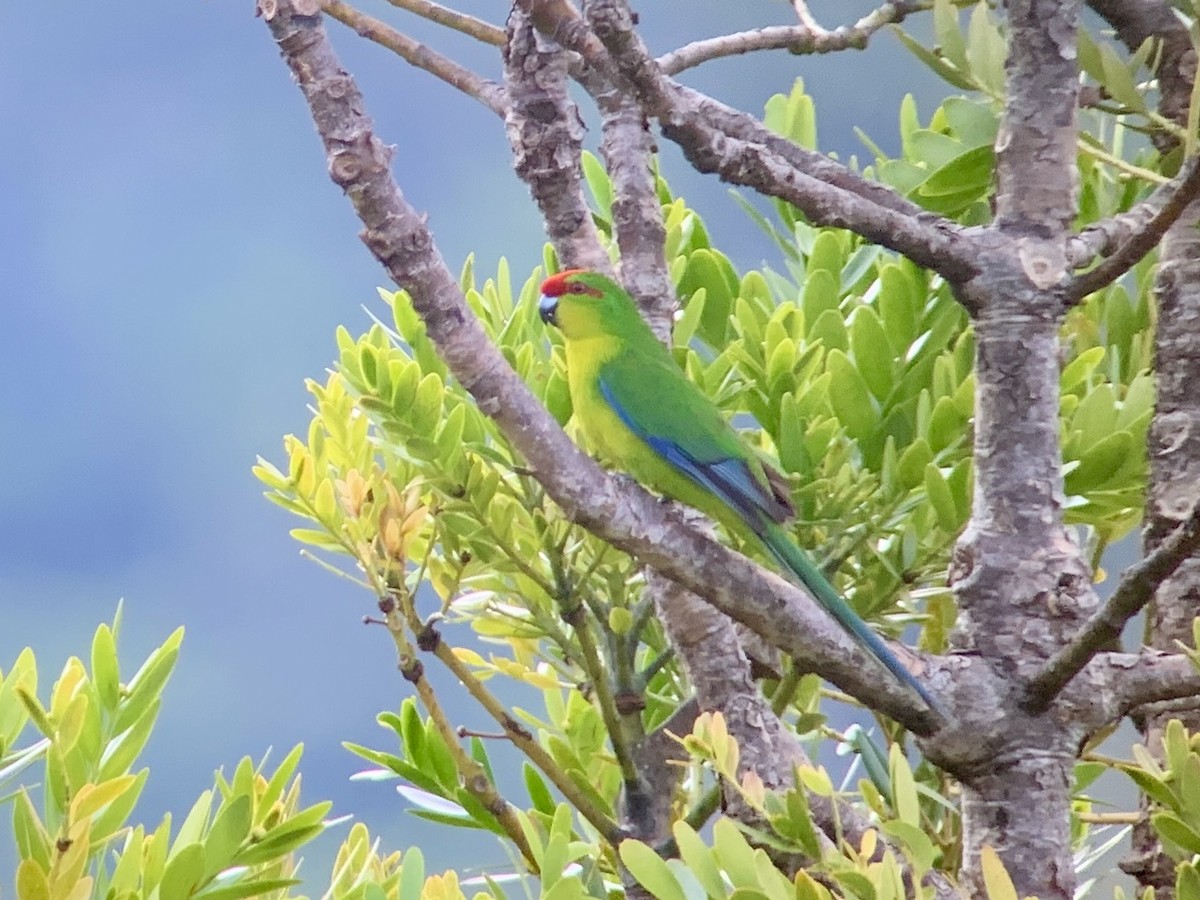 New Caledonian Parakeet - Casper (Philip) Leygraaf