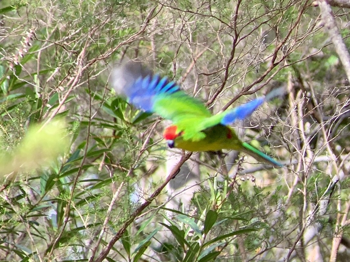 New Caledonian Parakeet - Casper (Philip) Leygraaf