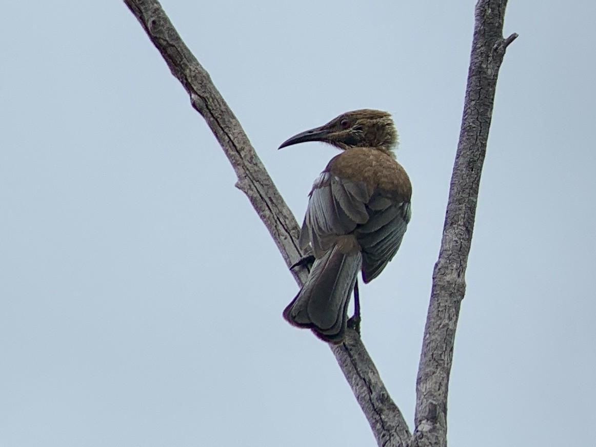 New Caledonian Friarbird - Casper (Philip) Leygraaf