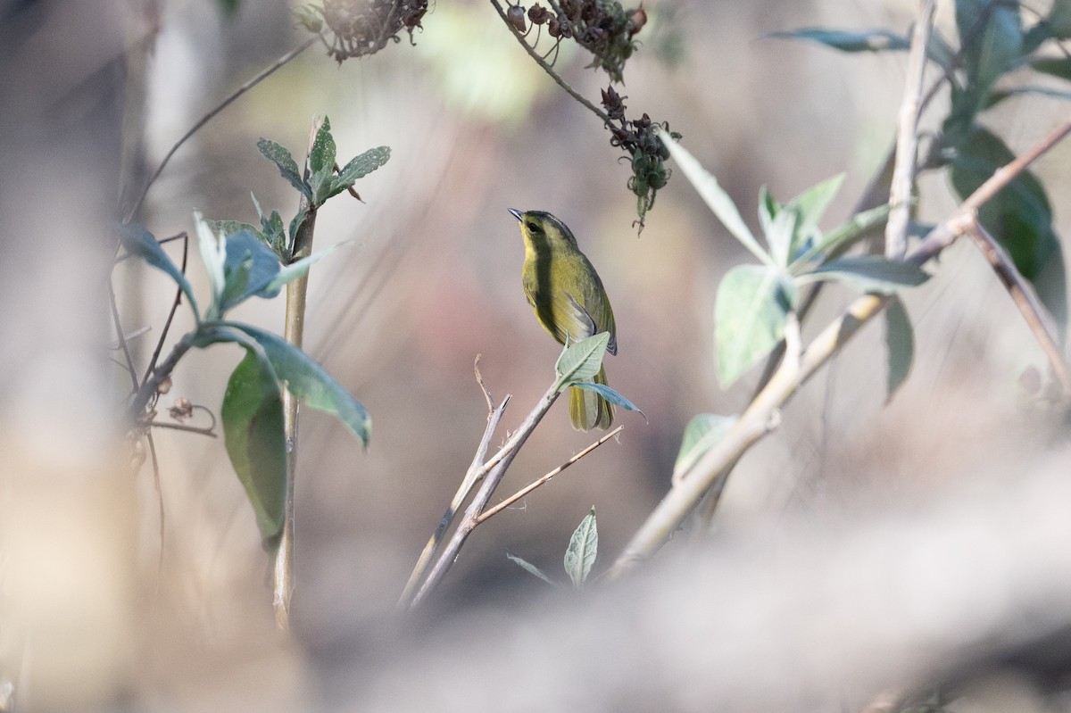 Two-banded Warbler (Two-banded) - John C. Mittermeier