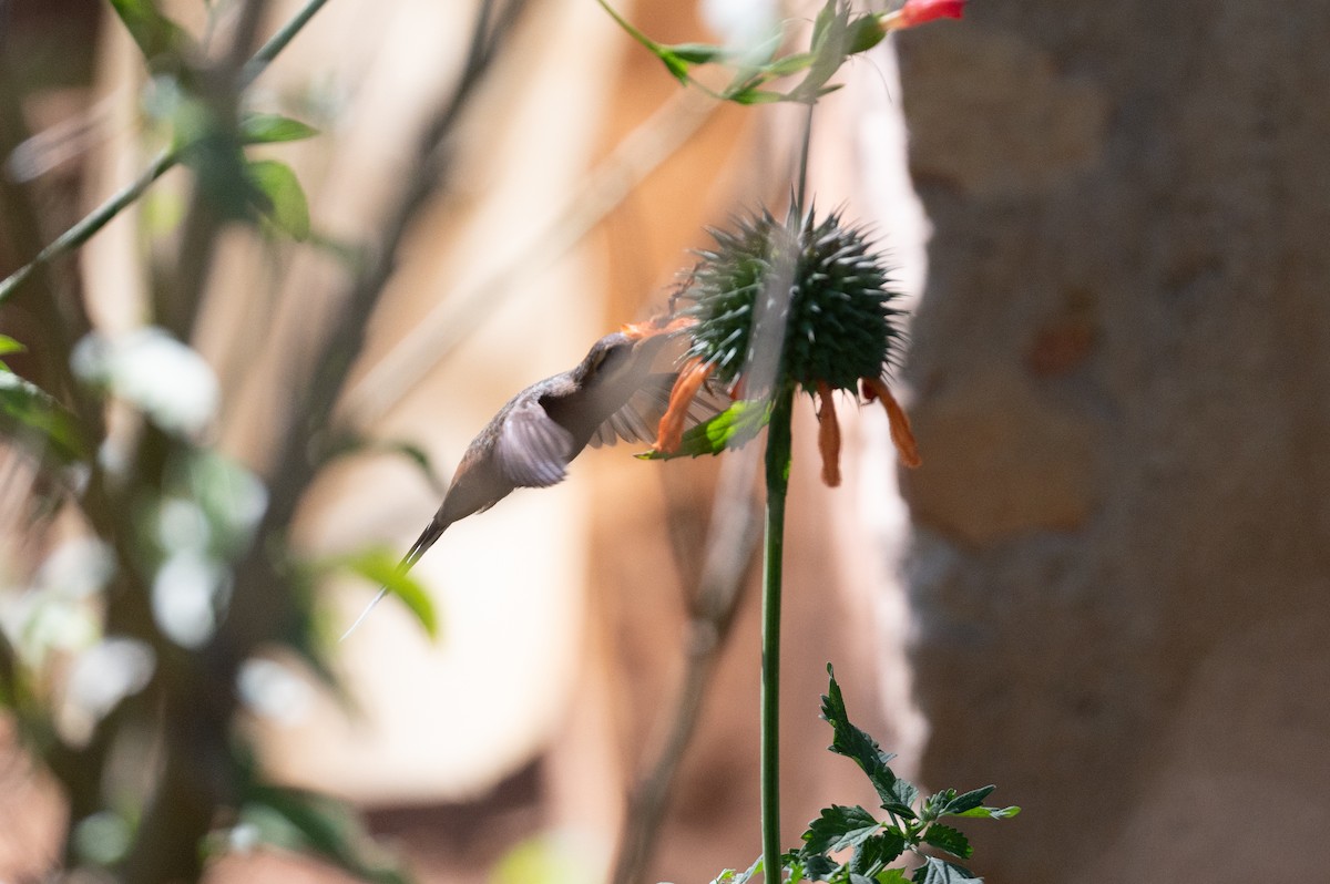 Солнечный колибри-отшельник - ML510881671