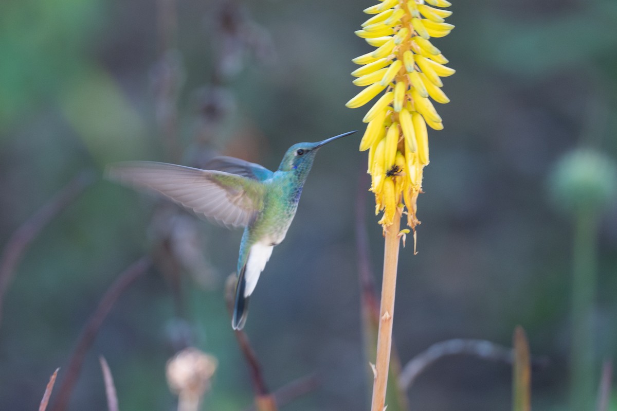 kolibřík ametystouchý - ML510881861