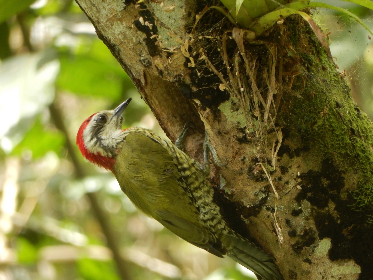 Cuban Green Woodpecker - Paul Clapham