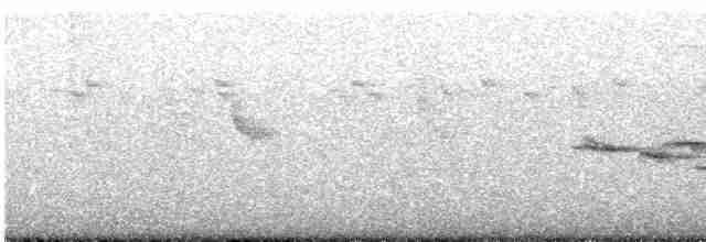 White-tailed Robin - ML510888021