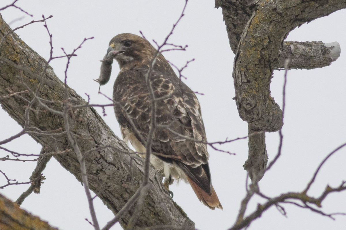 Red-tailed Hawk - ML51088831