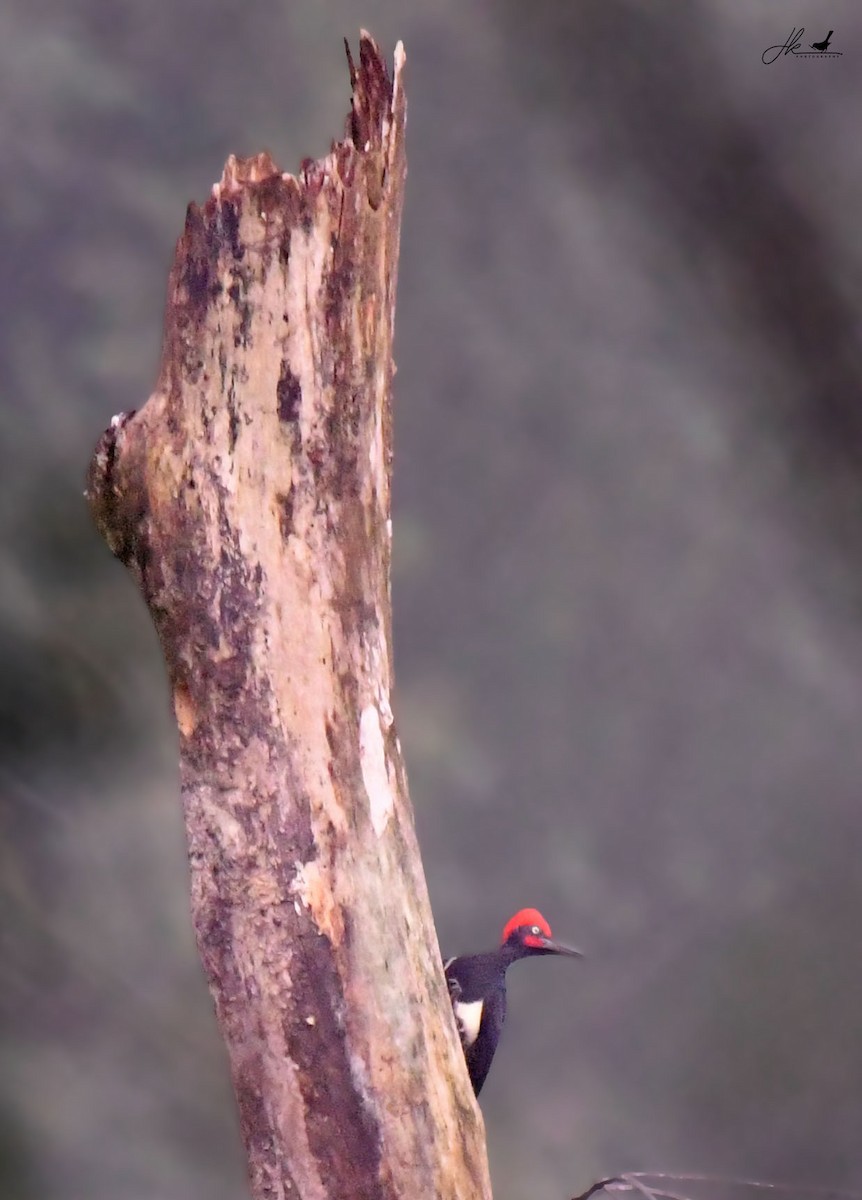 White-bellied Woodpecker - ML510890111