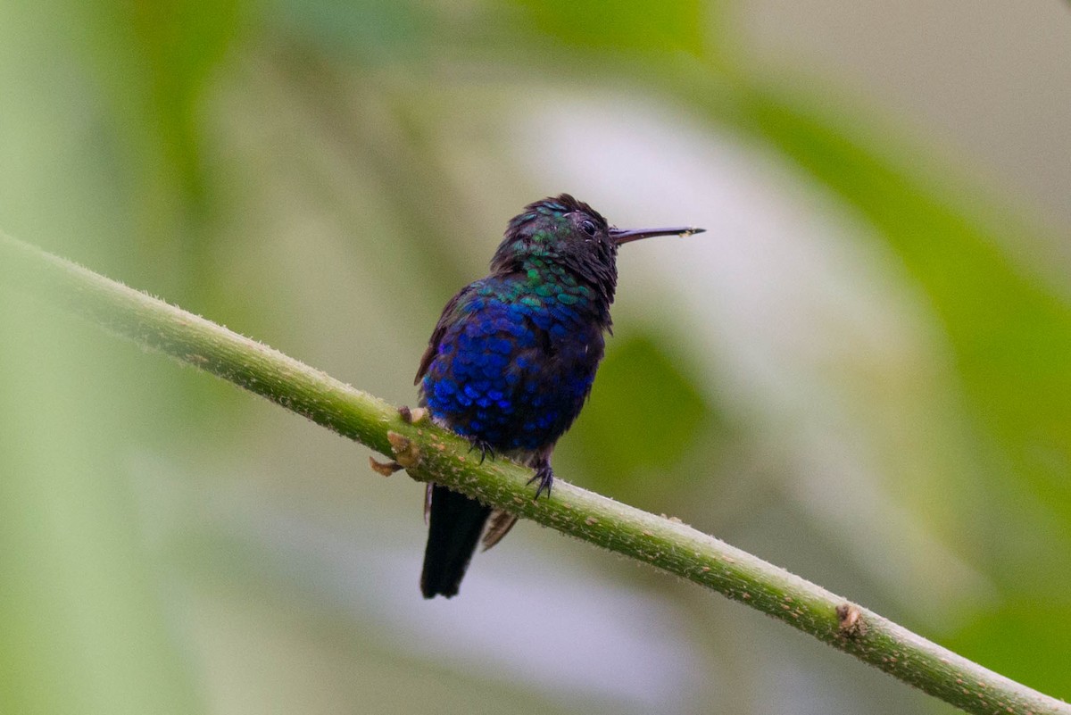 Violet-bellied Hummingbird - Tim Liguori