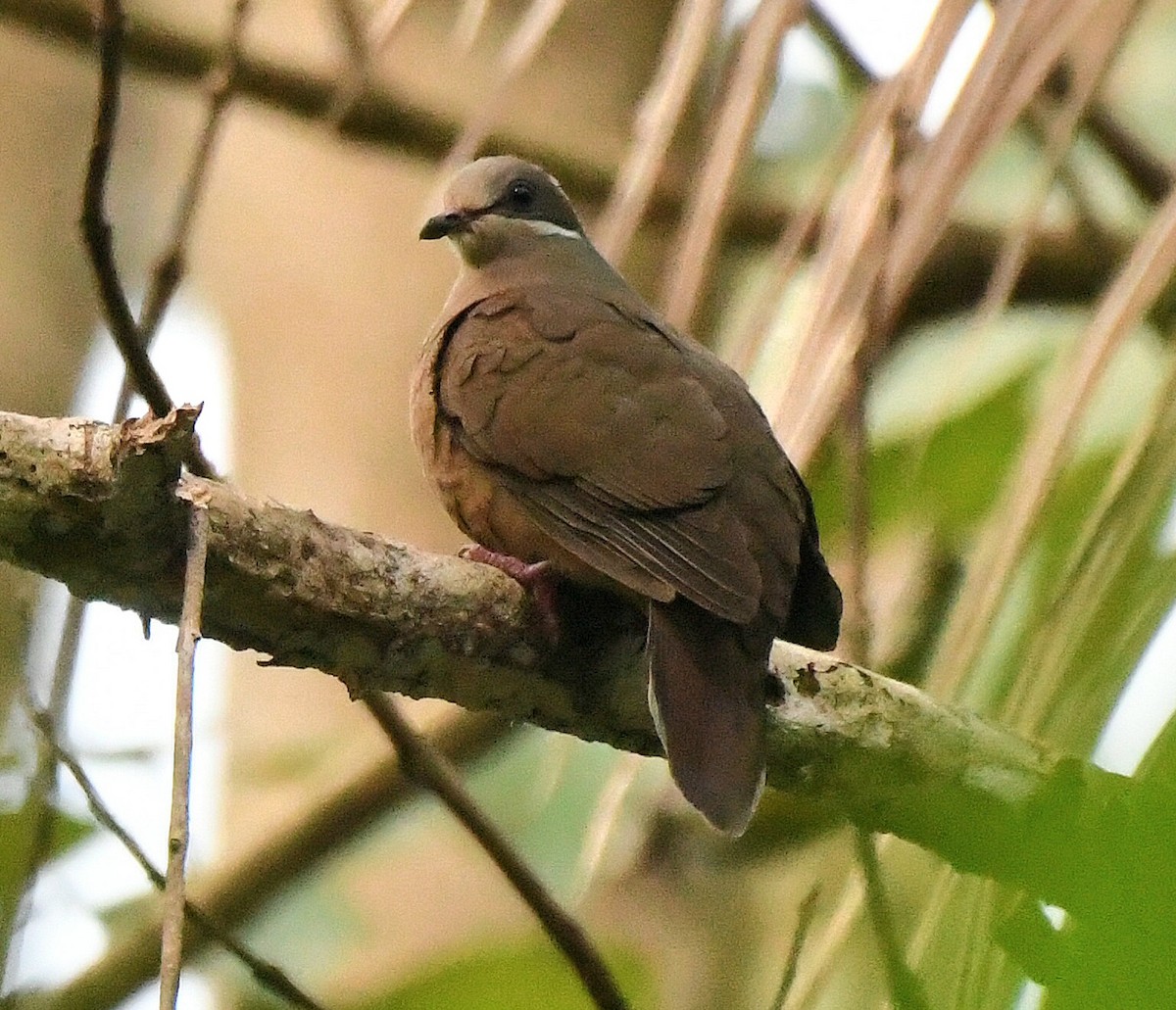 White-eared Brown-Dove (Short-billed) - ML510895091