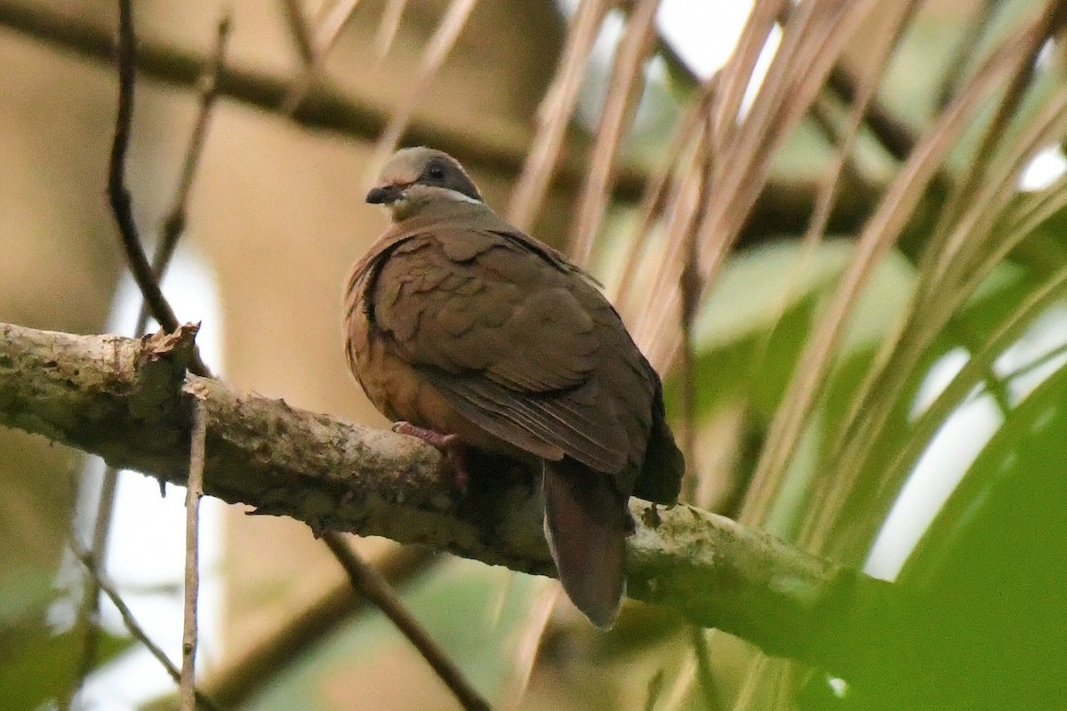 White-eared Brown-Dove (Short-billed) - ML510895101