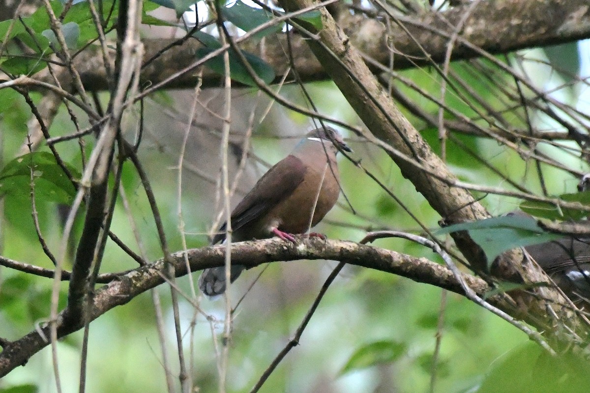 White-eared Brown-Dove (Short-billed) - ML510895121
