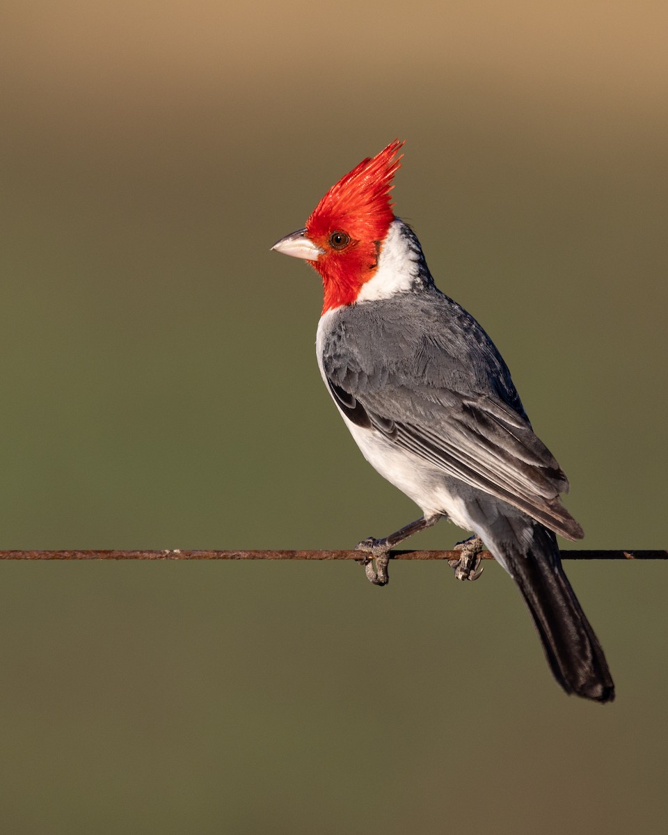 Red-crested Cardinal - Jorge Chamorro