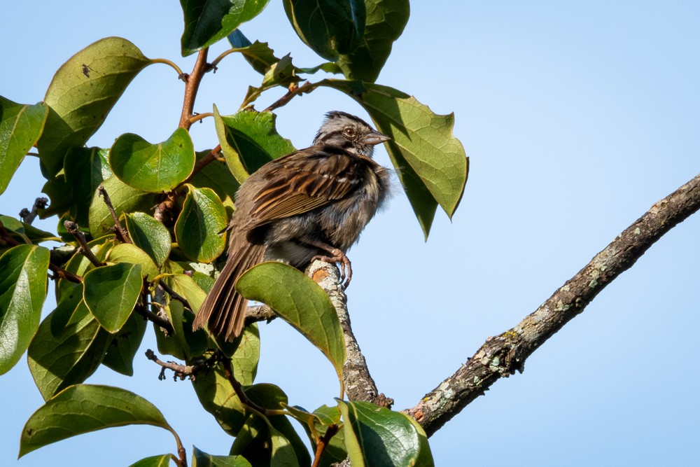 Rufous-collared Sparrow - ML510904411