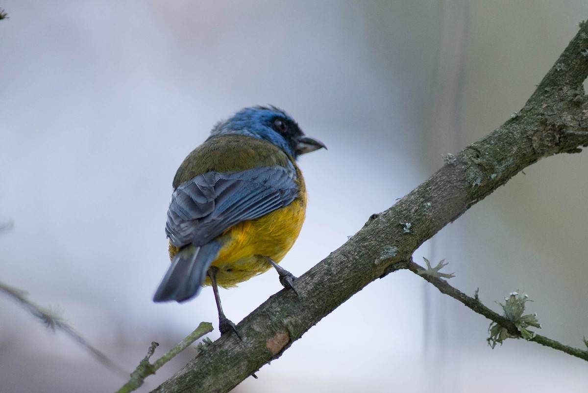 Blue-and-yellow Tanager - ML51090671